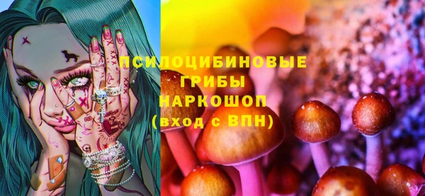 прущие грибы Новозыбков
